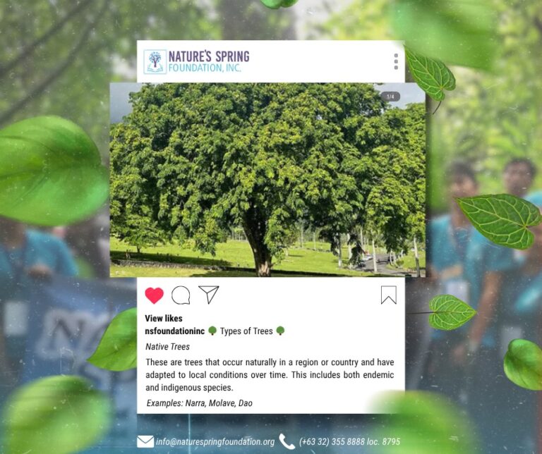 Why Native Trees Matter